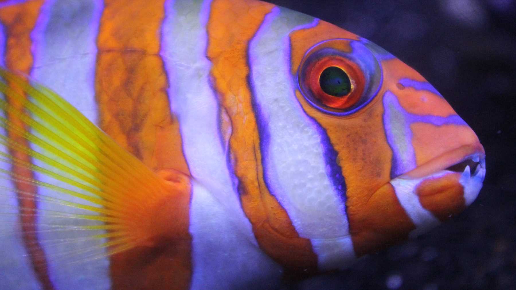 Guide to filming underwater macro video