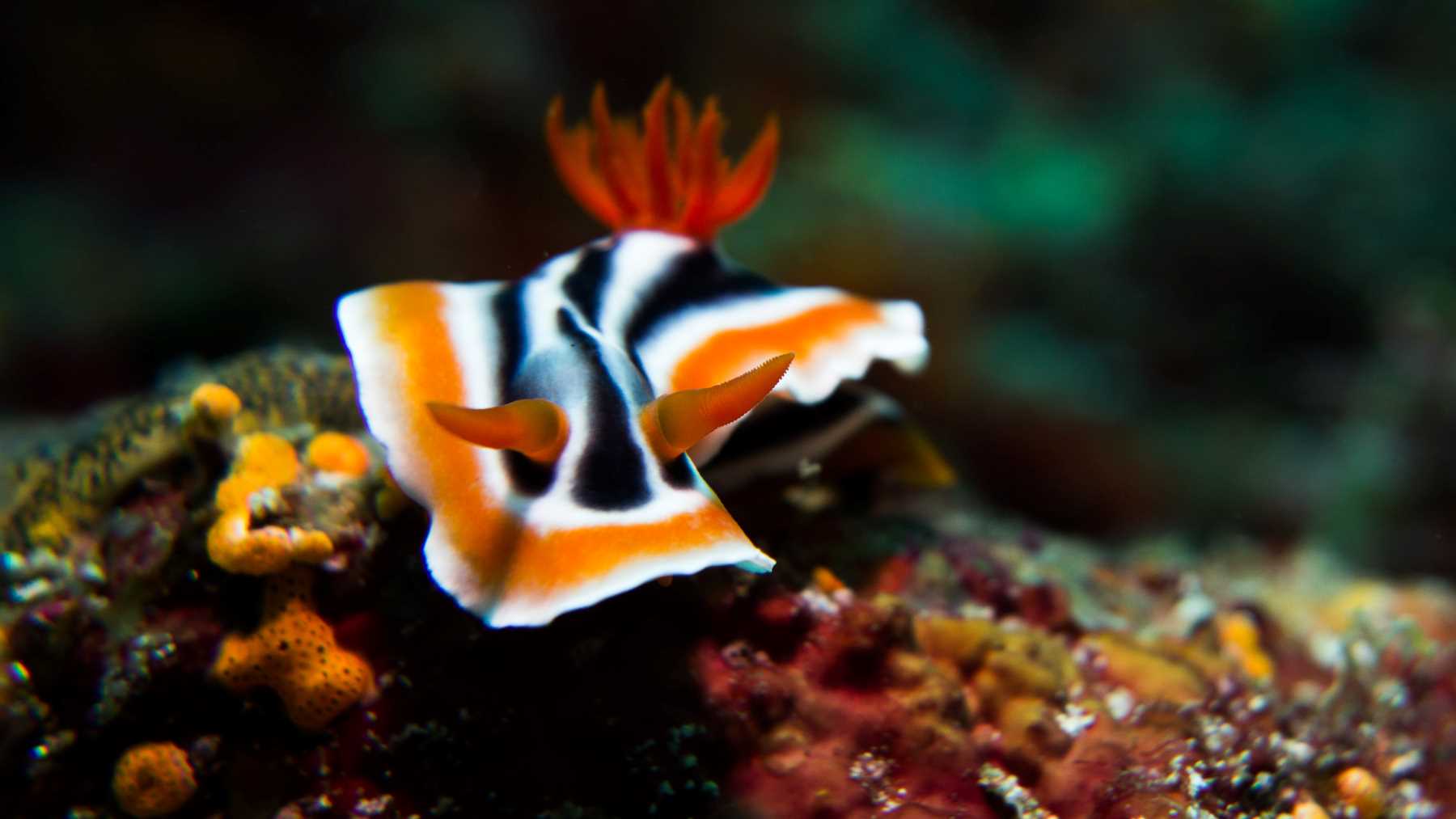 The 10 best sea creatures to film underwater