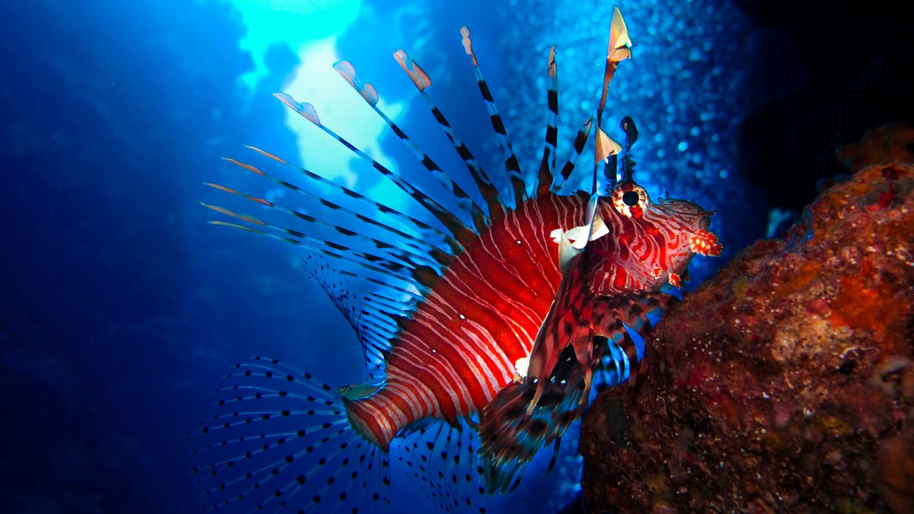 How to set manual white balance for underwater filming