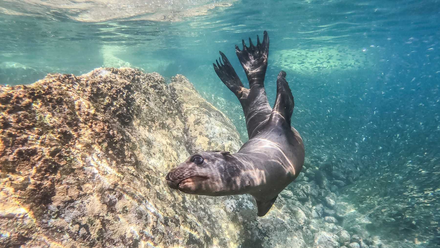 Wide-angle underwater video